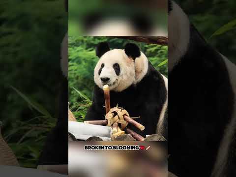 Love can make life bloom with new brilliance!!!❤️🩹❤️🩹❤️🩹#fyp #animals #foryou #love #fypシ゚