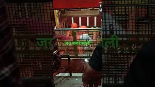 24 January 2026 बजरंगबली का गाना ट्रेंडिंग सोंग संजय यदुवंशी का