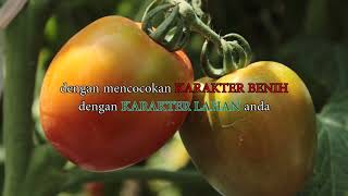 Tips Memilih Benih Tomat Yang Sesuai Untuk Lahan Anda