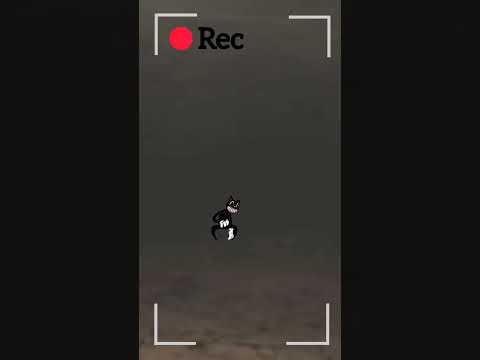 Un gato aventurero 🎶 XD