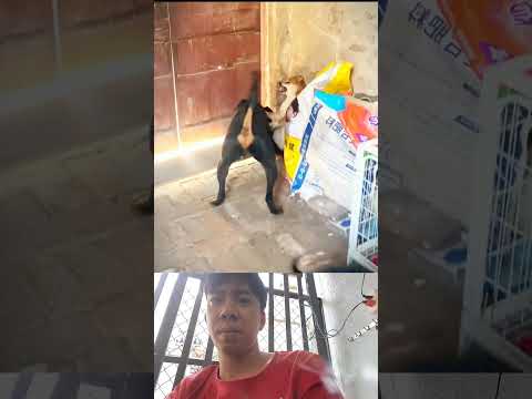The black dog's defense of his comrades against intruders #shortvideo #funny #comedy #short #animals