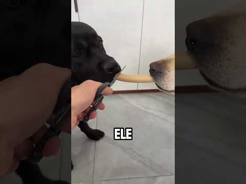 Todos Concordam que o Dono fez algo Terrível com seu Cachorro