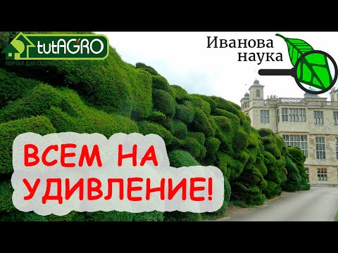 Чтобы изгородь была красивой, обязательно сделайте это после стрижки!