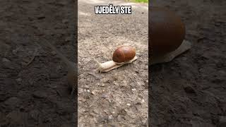Pravda o šnecích...  #czech #love #detektivtom #haha #didyouknow #lol #parody #jokes #vtip #yt