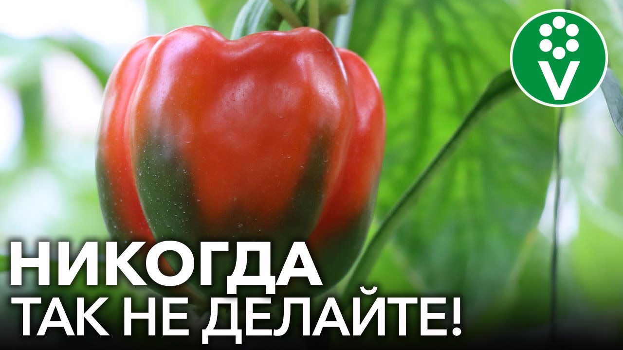 Перцы вам этого не простят! 3 роковые ошибки при выращивании
