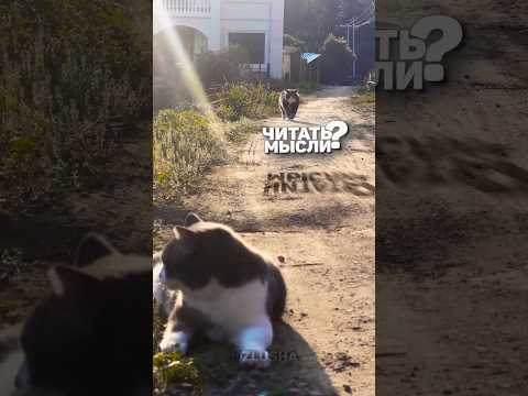 Отсидел срок за прошлый ролик...  #shorts