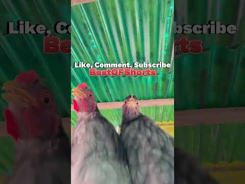 BestOFShorts  Nr. 222  #shortsvideo #youtubeshorts  #funnyvideo