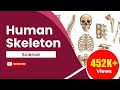 Human Skeleton Functions and Structure