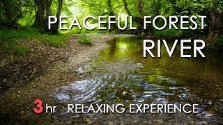 Peaceful Forest River