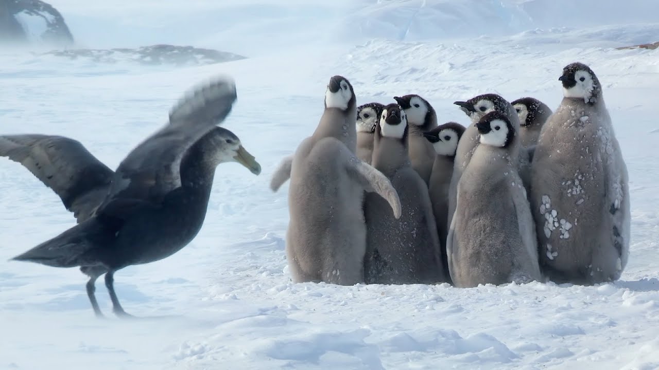 Penguin chicks rescued by unlikely hero Spy In The Snow BBC Earth