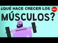 Comprensión de los Músculos y su Desarrollo