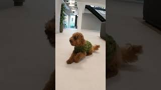 POV: you're an office dog at Revolut's new HQ