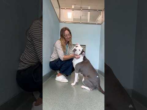 Our longest resident. She’s been here almost 3 months 😔 read her story in the comments 🙏❤️💔