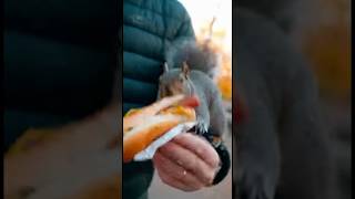 Squirrel stole the burger from my hand 😂.   #funny #sora