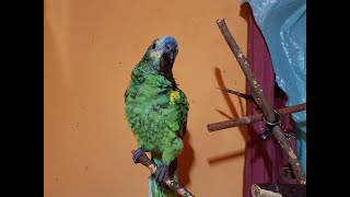 UN RATO CON CARLITOS-El carlitos loro