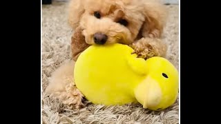 【ぼんちゃんねる】新しい友達をブンブンするぼんちゃん