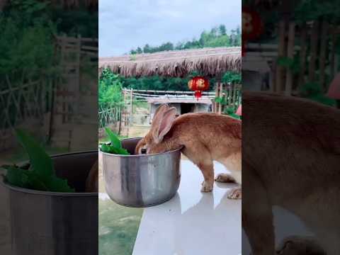 chhotu rabbit ke lagi chot 😱😱🔥 #shorts #funny