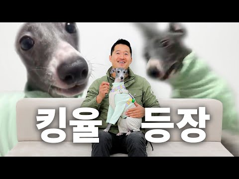 근데 강형욱앞에선 얌전함 | 견종백과 이탈리안 그레이하운드편