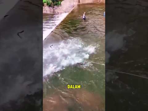 MENANGKAP IKAN YANG BANYAK DENGAN JARING JALA #fishing #mancing #ajokoyen #shorts