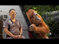 Orangutan Rehabilitation and Care