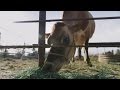 Milking Technology and Cow Care