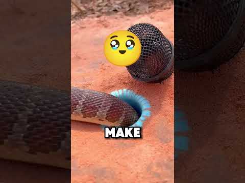 Crazy Snake Trap 🤯😱