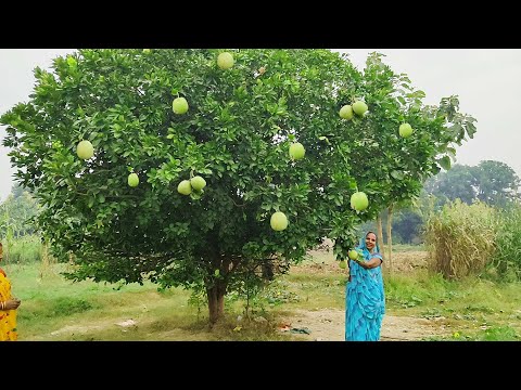 चकोतरा का जूस निकालने का आसान तरीका || Chakotara ka juce recipe ||