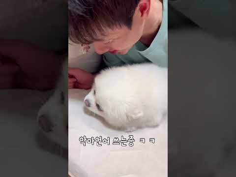 #shorts 까불다 물린 신세계 삼촌 ㅋㅋ