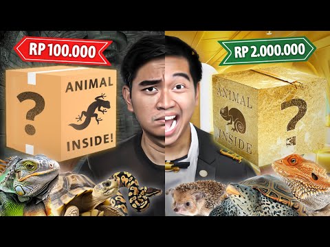 UNBOXING MYSTERY BOX HEWAN RP 100.000 VS RP 2.000.000!