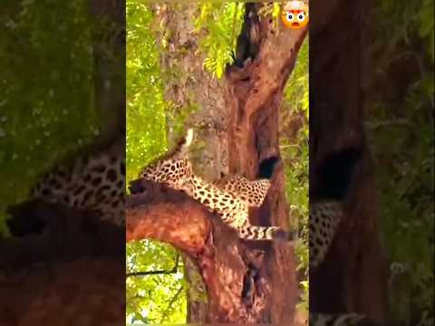 خداع النمر بالموشق لصق مخبشه #shorts