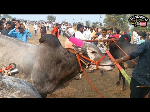 सुंदर आणि रुद्रा | Most popular bull in India | bullockcart race Maharashtra