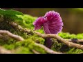 Fungi: Roles and Relationships