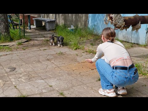 Helping Tiny Scared Puppies Overcome the Fear of Human after They Been Abandoned