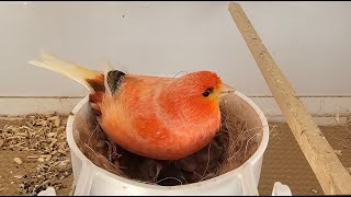 Red Canary Breeding Season 2025 (video 4)