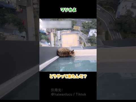 どうやって上がったんだ！？