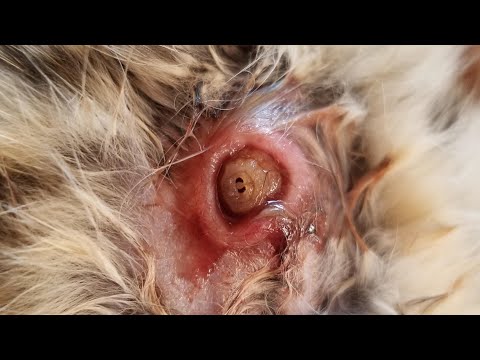 Removing A Huge Cuterebra From Poor Dog (Part 12)