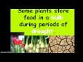 Animal Adaptations and Defense Mechanisms