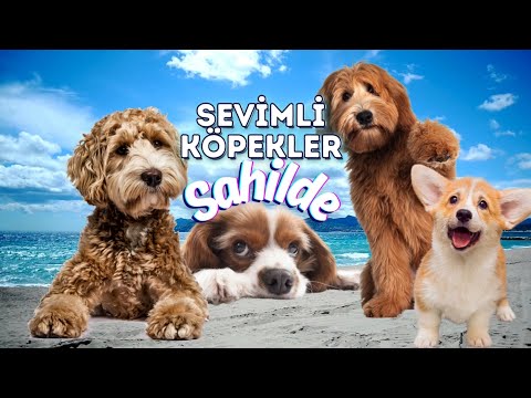 Sevimli Köpekler Sahilde | Köpeklerin Deniz Havuz Kumsal Maceraları, En Tatlı Halleri | Neşeli Müzik