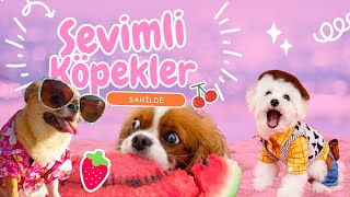 Sevimli Köpekler Sahilde | Köpeklerin Deniz Havuz Kumsal Maceraları, En Tatlı Halleri | Neşeli Müzik