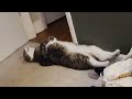 Understanding Cats and Dogs Behavior