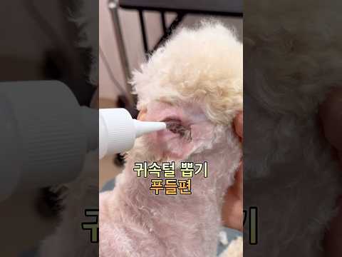 #shorts #dogshorts #강아지미용 #강아지귀청소 #푸들 #poodle