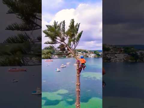 Tree Lopping Dangers You Must See! ⚠️