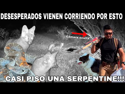 Los Animales Del Desierto Vienen Corriendo Por Esto