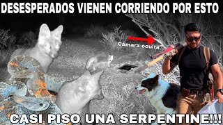 Los Animales Del Desierto Vienen Corriendo Por Esto