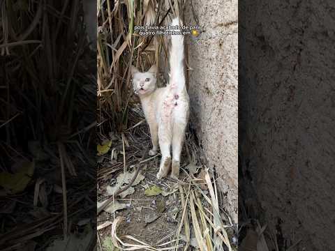 Ela pariu 4 gatinhos e veio nos pedir ajuda 😢🐱 #gata #gatos #gatosfofos #gato #gatofofo #gatinhos