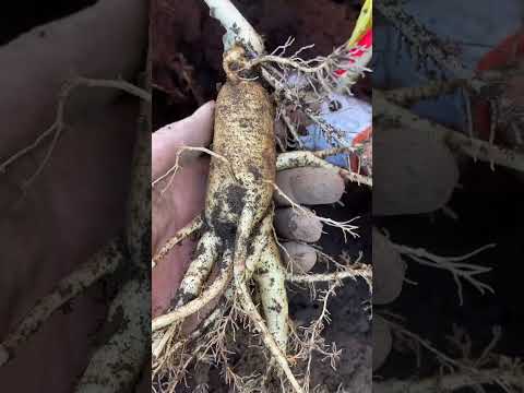 क्या सच में जिनसेंग भाग सकती है?