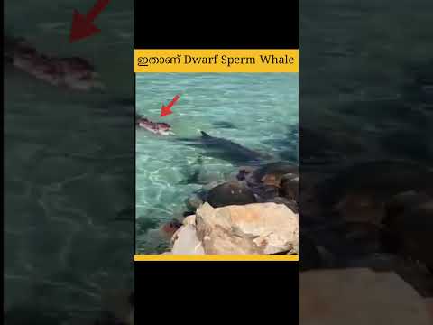 ? ഇതാണ് Dwarf Sperm Whale #MJ Fact Malayalam