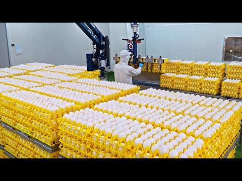 Food Factory Best 5！Amazing Taiwanese Mass Production Process / 最精彩的！台灣食品量產工廠 Top 5