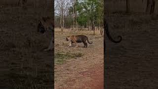 mighty p243 male tiger sighting at pannatigerreserve 😍🐅🐾🐯 #chaava #tiger #tigerspotted #wildlife