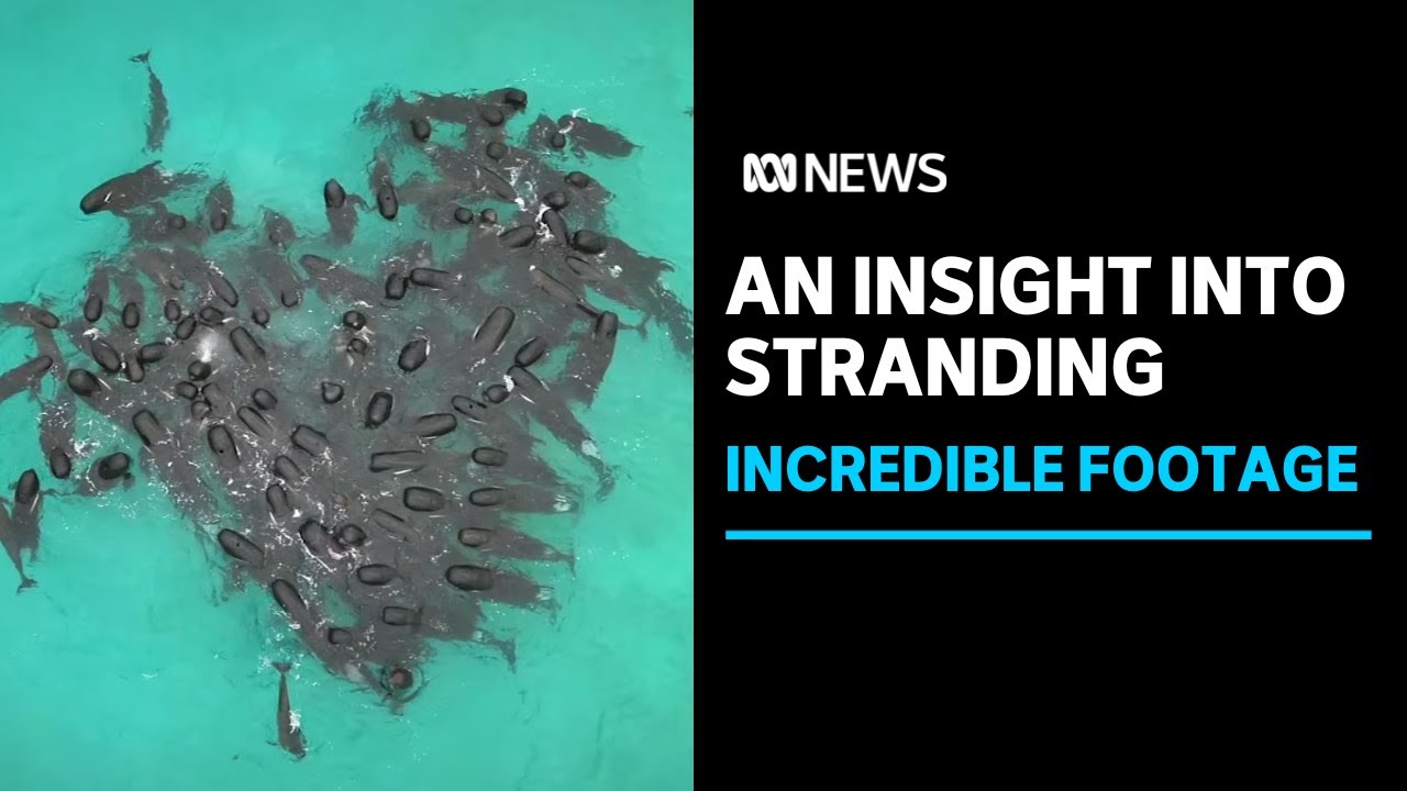Why do whales strand? Drone vision could help provide the answer
